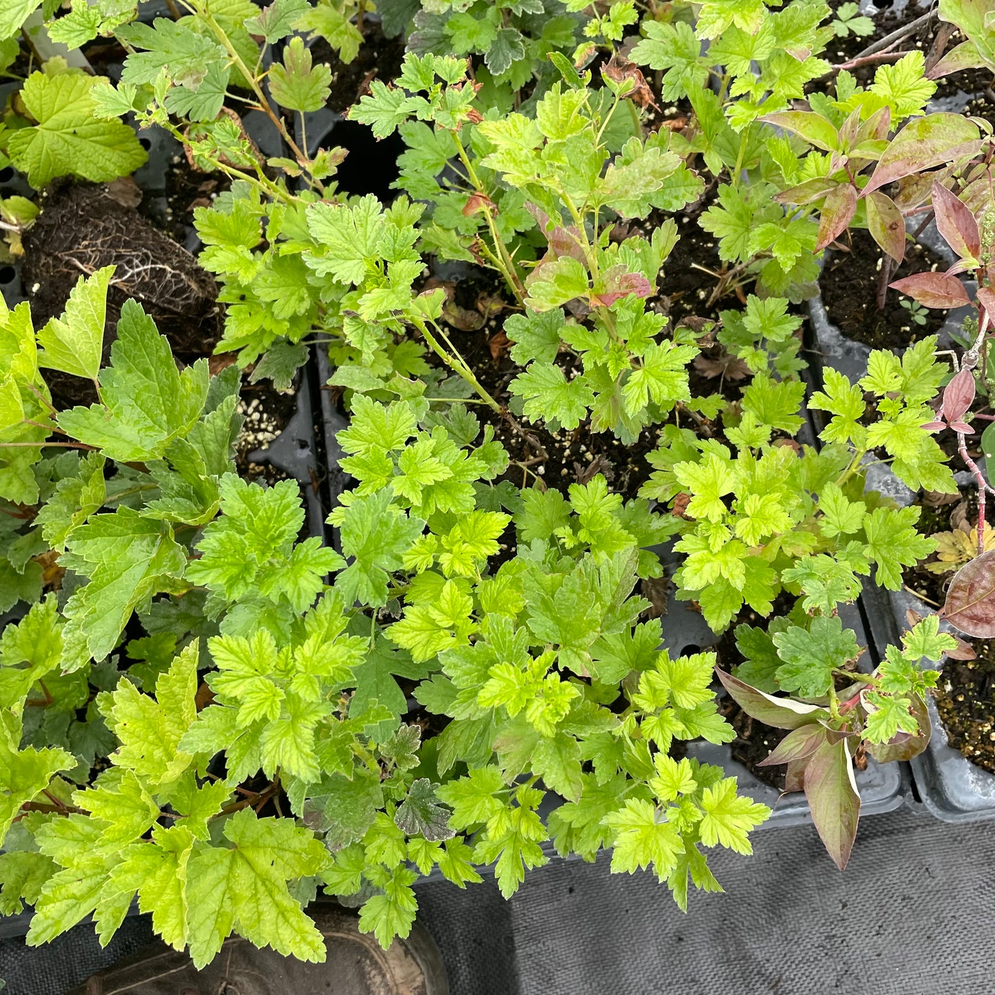 Groseille à maquereau noire (Ribes uva-crispa 'Black Velvet')