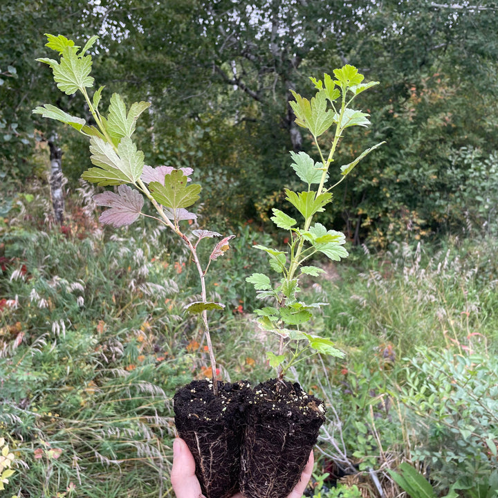 Black Velvet Gooseberry (Ribes uva-crispa ‘Black Velvet’)
