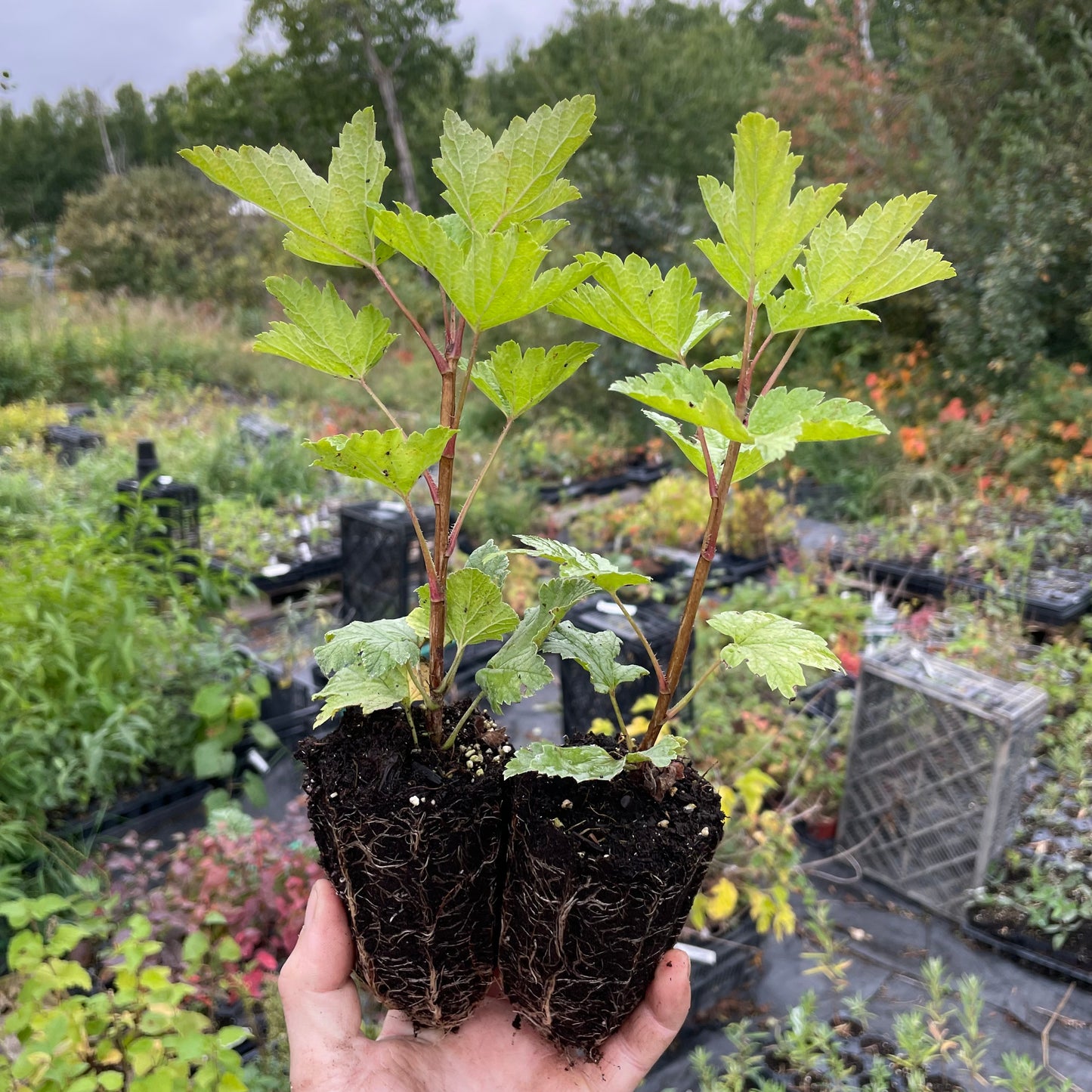 Twisp River Red Currant (Ribes sanguineum var. glutinosum ‘Twisp River’) - Zone 3/4