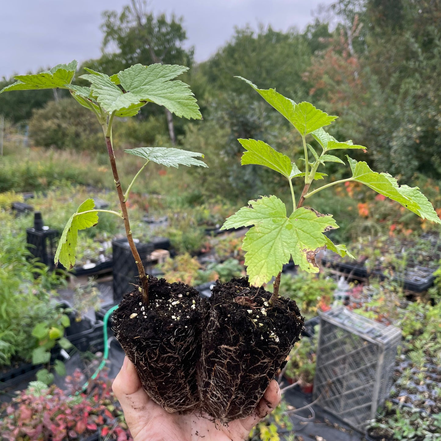 Groseille noire (Ribes nigrum 'Black Reward')