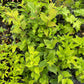 Cerisier de Nankin (Prunus tomentosa)