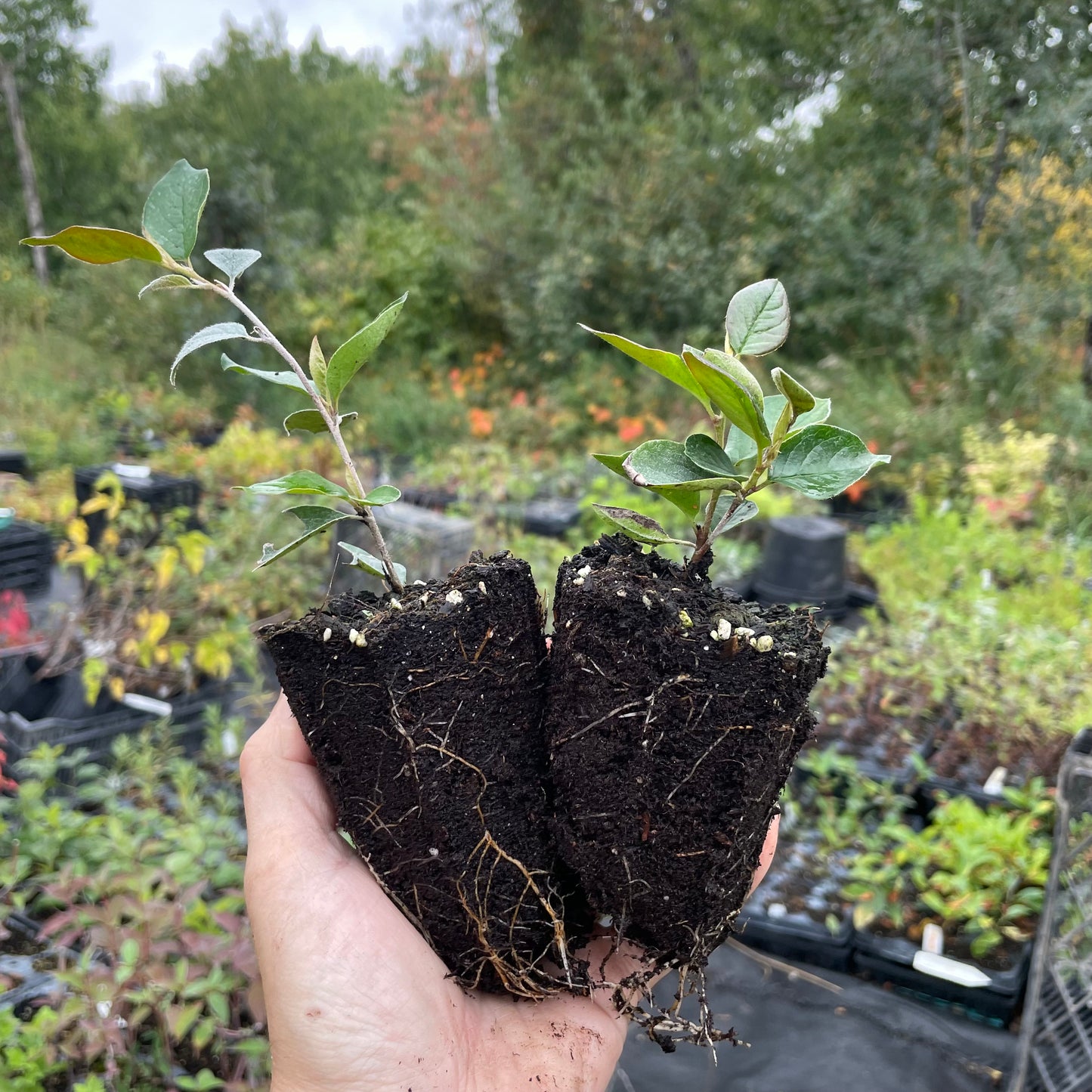 Haie Cotoneaster (Cotoneaster lucidus)