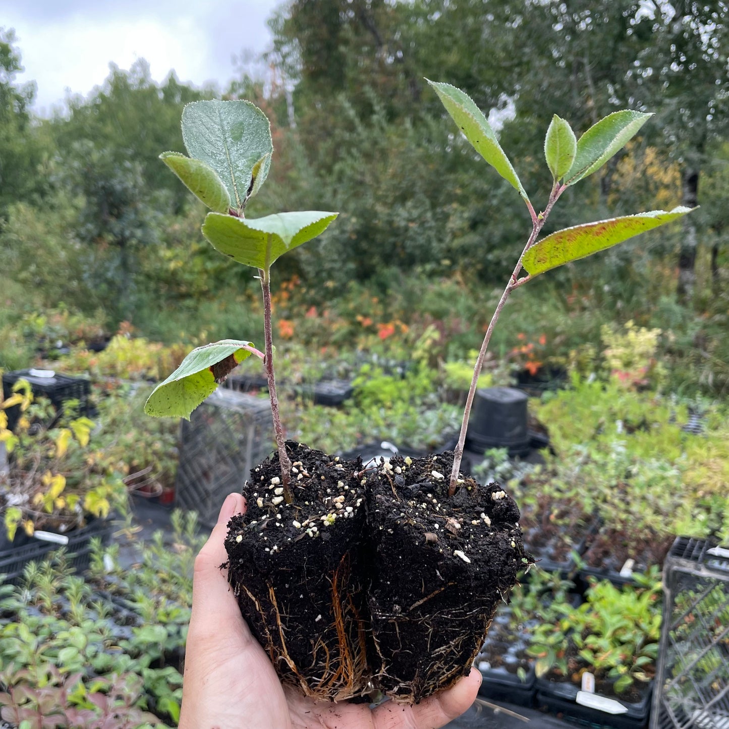 Viking Chokeberry (Aronia melanocarpa ‘Viking’)