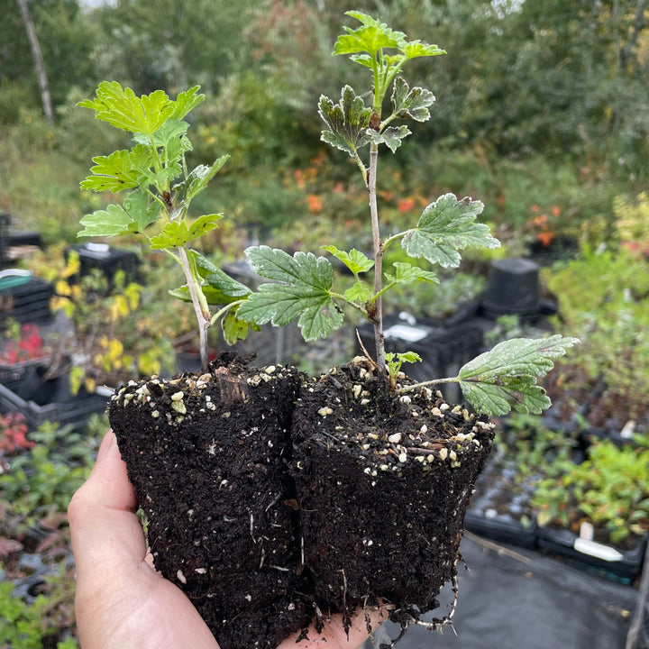 Gooseberry - Poorman (Ribes hirtellum 'Poorman')