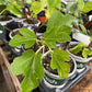 Ficus carica 'Chicago Hardy' (higuera resistente de Chicago) - Zona 5