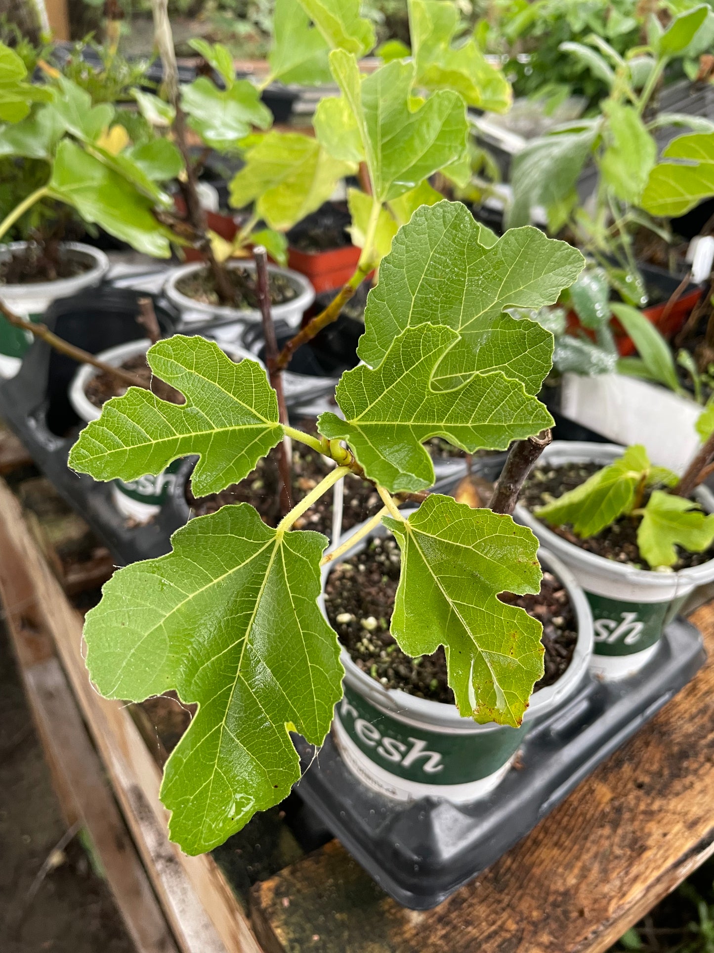 Ficus carica 'Chicago Hardy' (higuera resistente de Chicago) - Zona 5