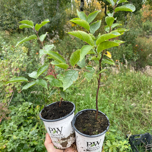 American Wild Plum (Prunus americana)