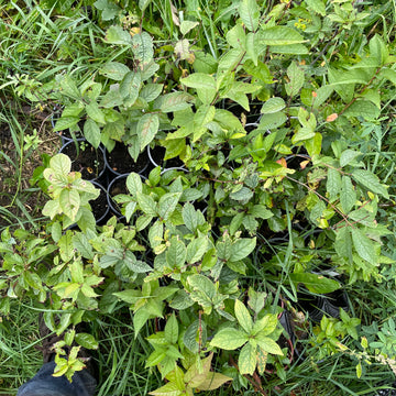 Wild hybrid seedlings · 3