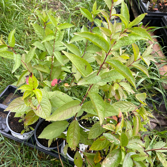 'Sokol' Seedling Plums (Prunus sp.) - Zone 3