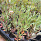 Western Sandcherry (Prunus besseyi)