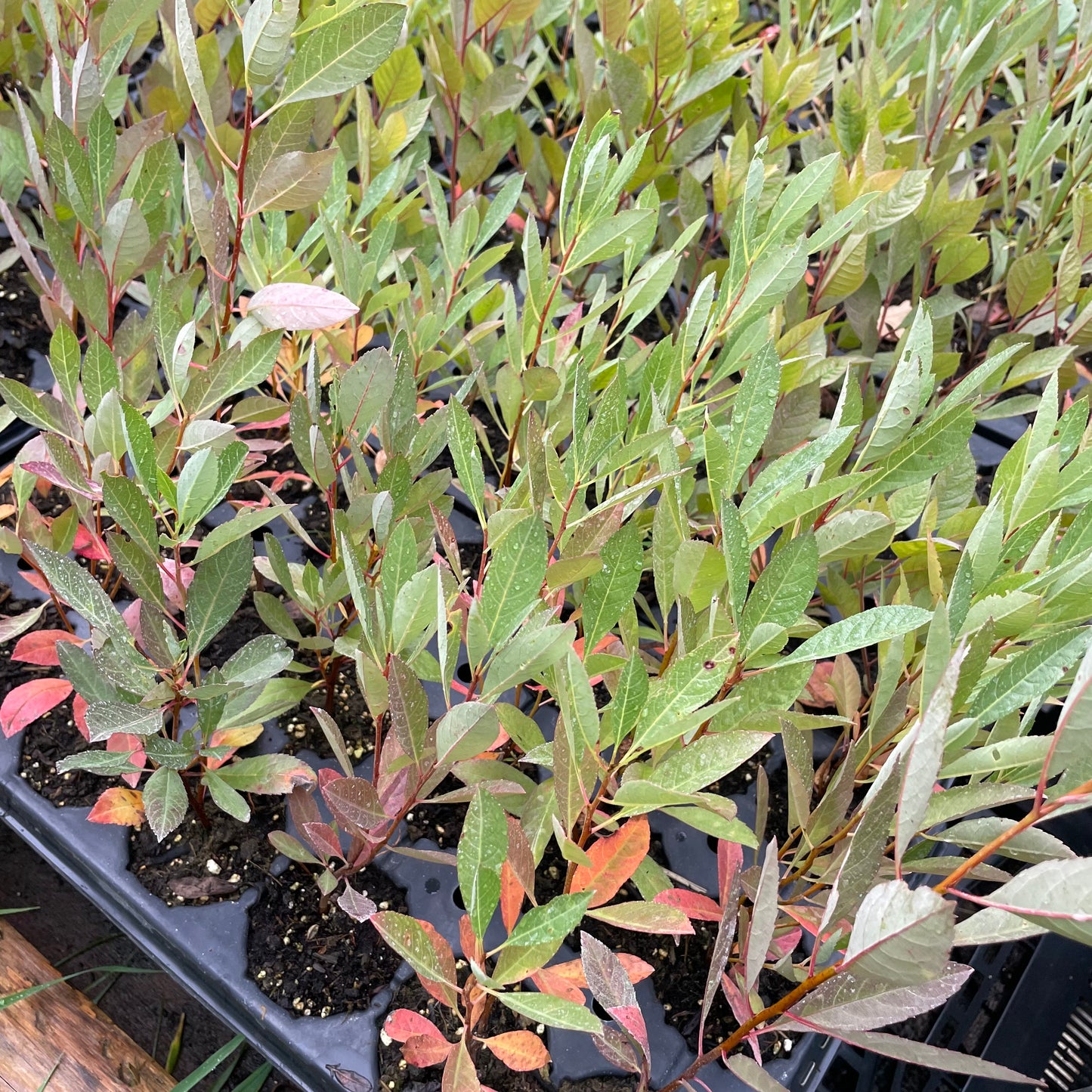 Prunier de Besse (Prunus besseyi) 
