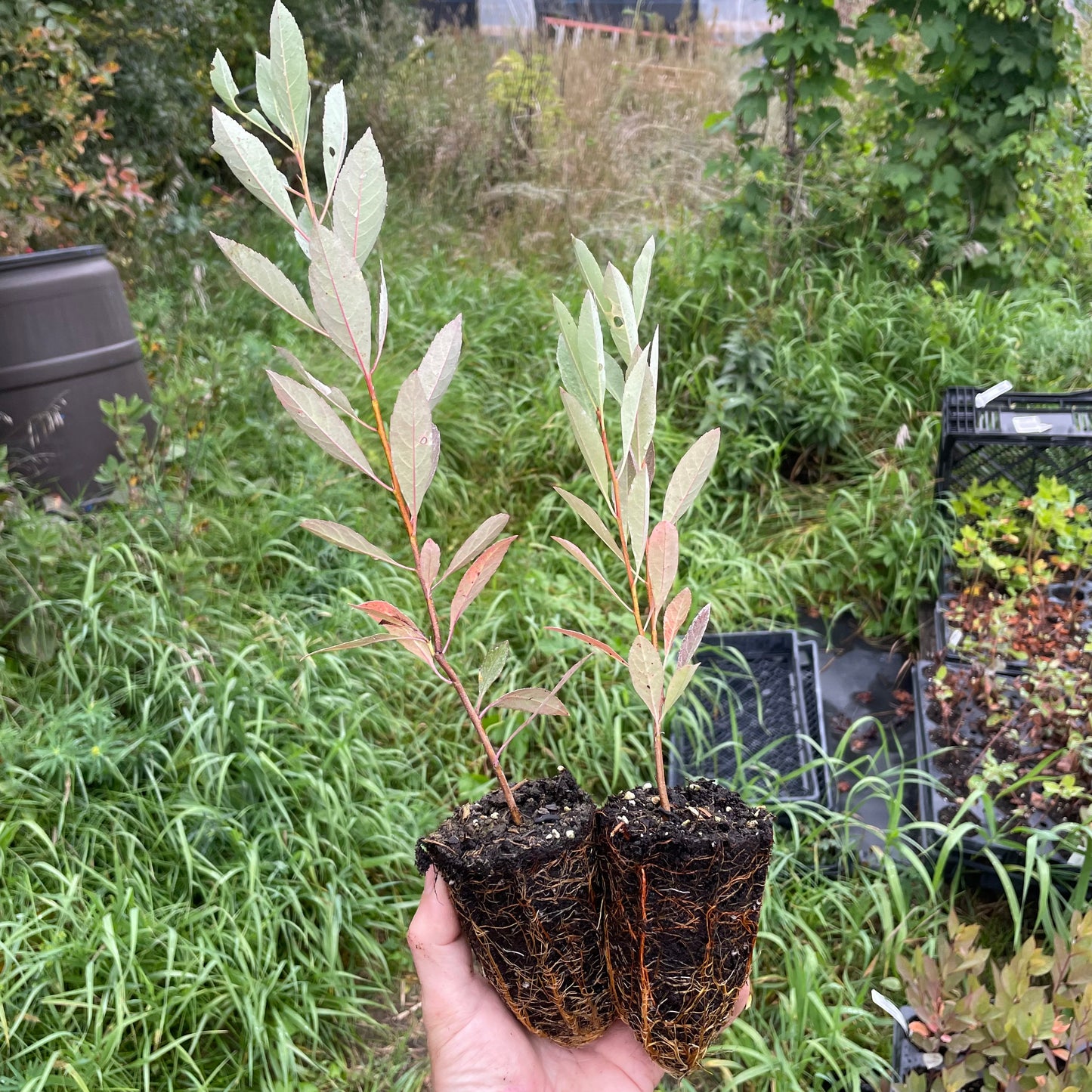 Prunier de Besse (Prunus besseyi) 