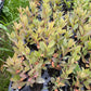 Cerisier noir de Nankin (Prunus tomentosa x Prunus besseyi 'Nigra')