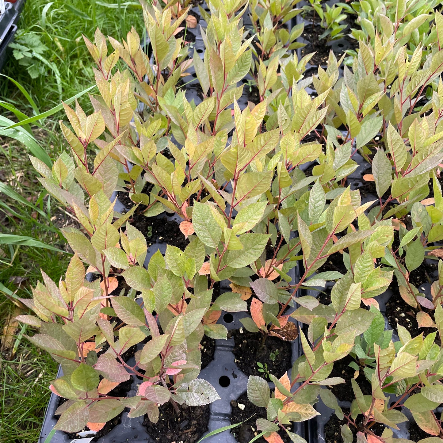 Cerisier noir de Nankin (Prunus tomentosa x Prunus besseyi 'Nigra')