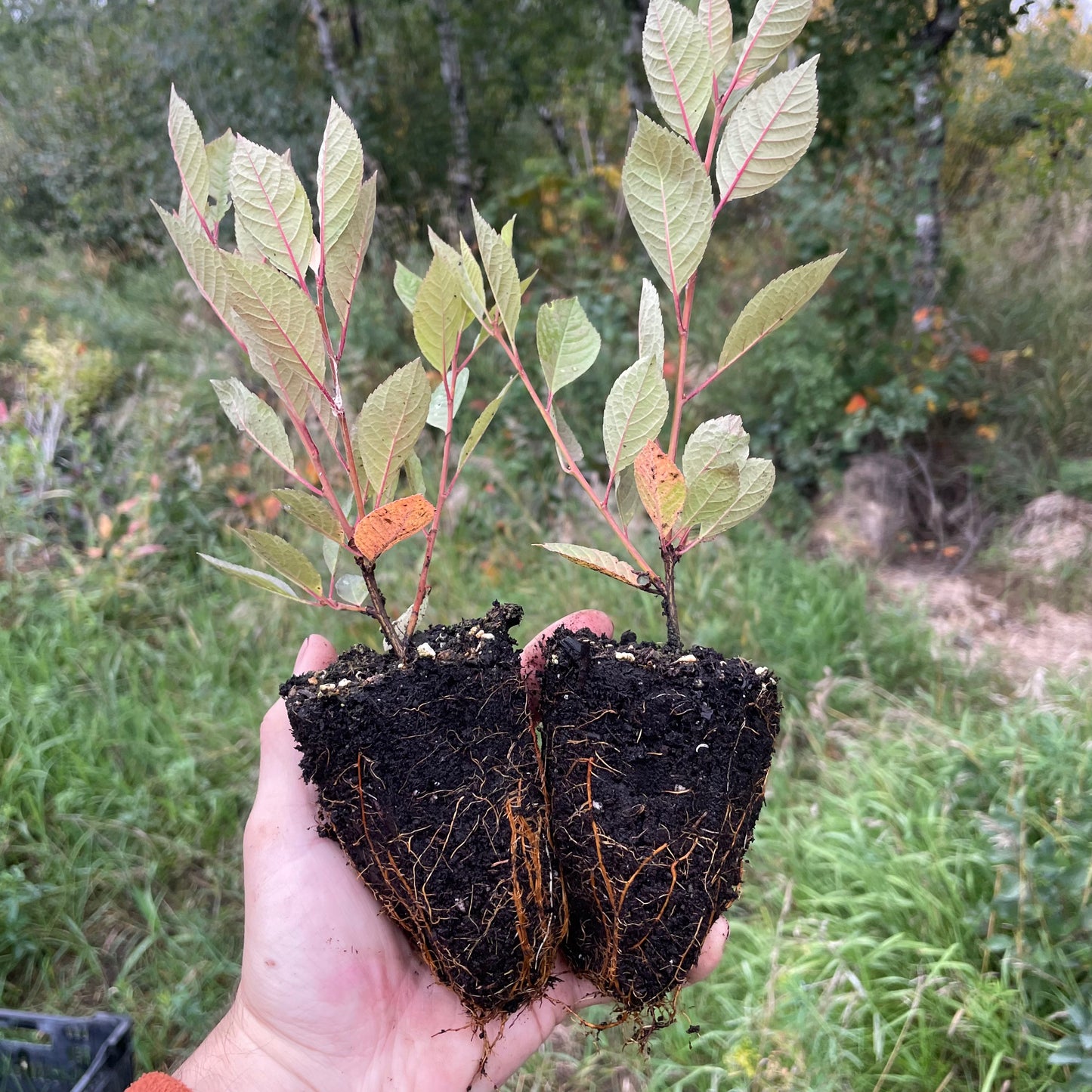 Cerisier noir de Nankin (Prunus tomentosa x Prunus besseyi 'Nigra')