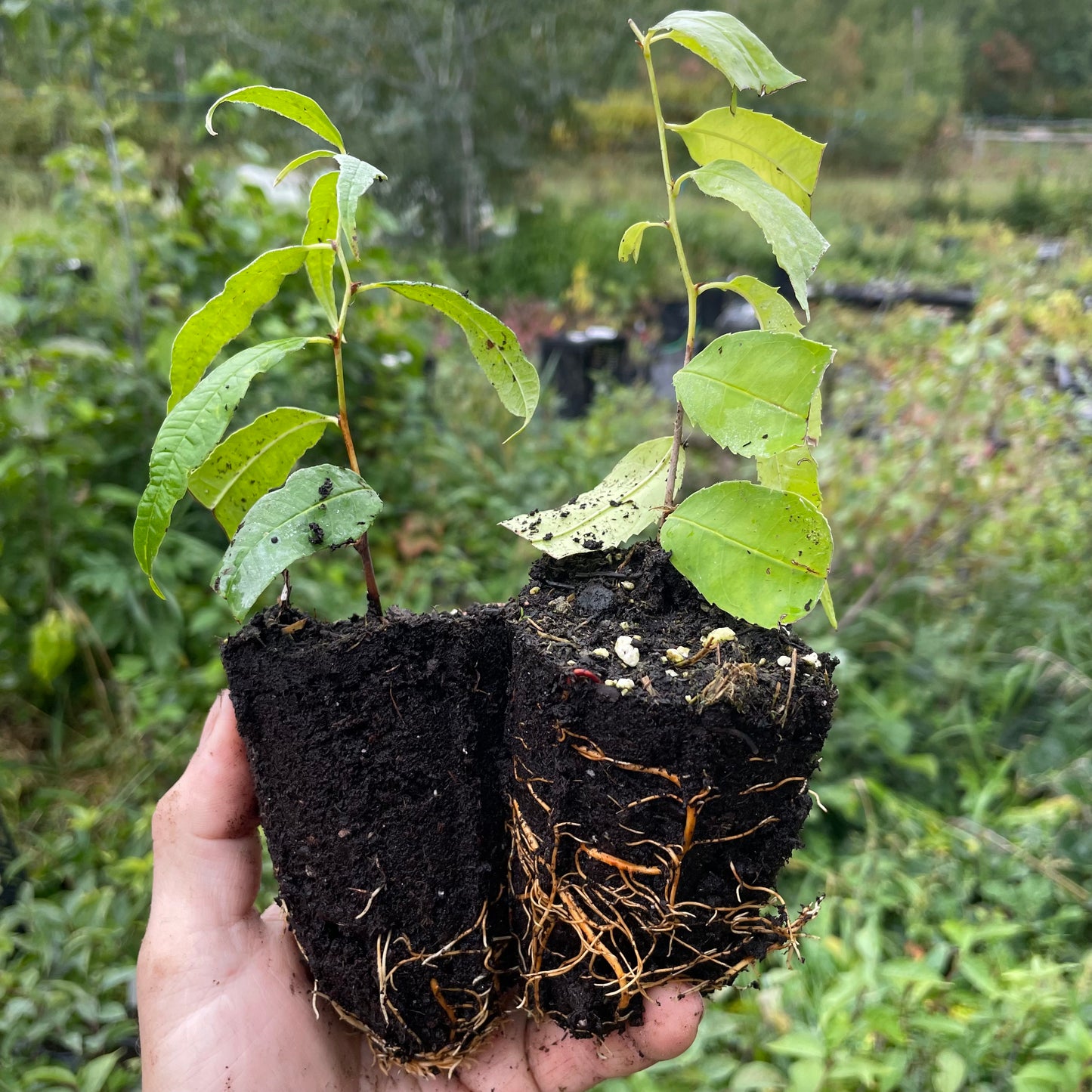 Cherry Prinsepia (Prinsepia sinensis) - Zone 3
