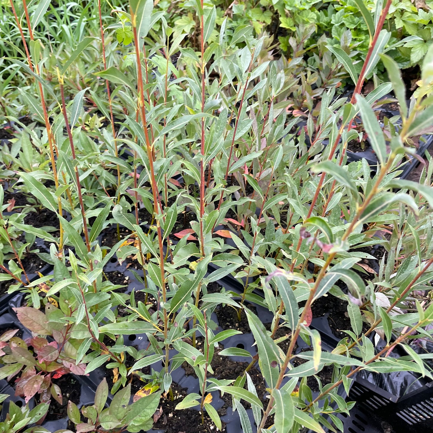 Sauce llorón (Salix discolor)