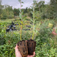 Pussy Willow (Salix discolor)