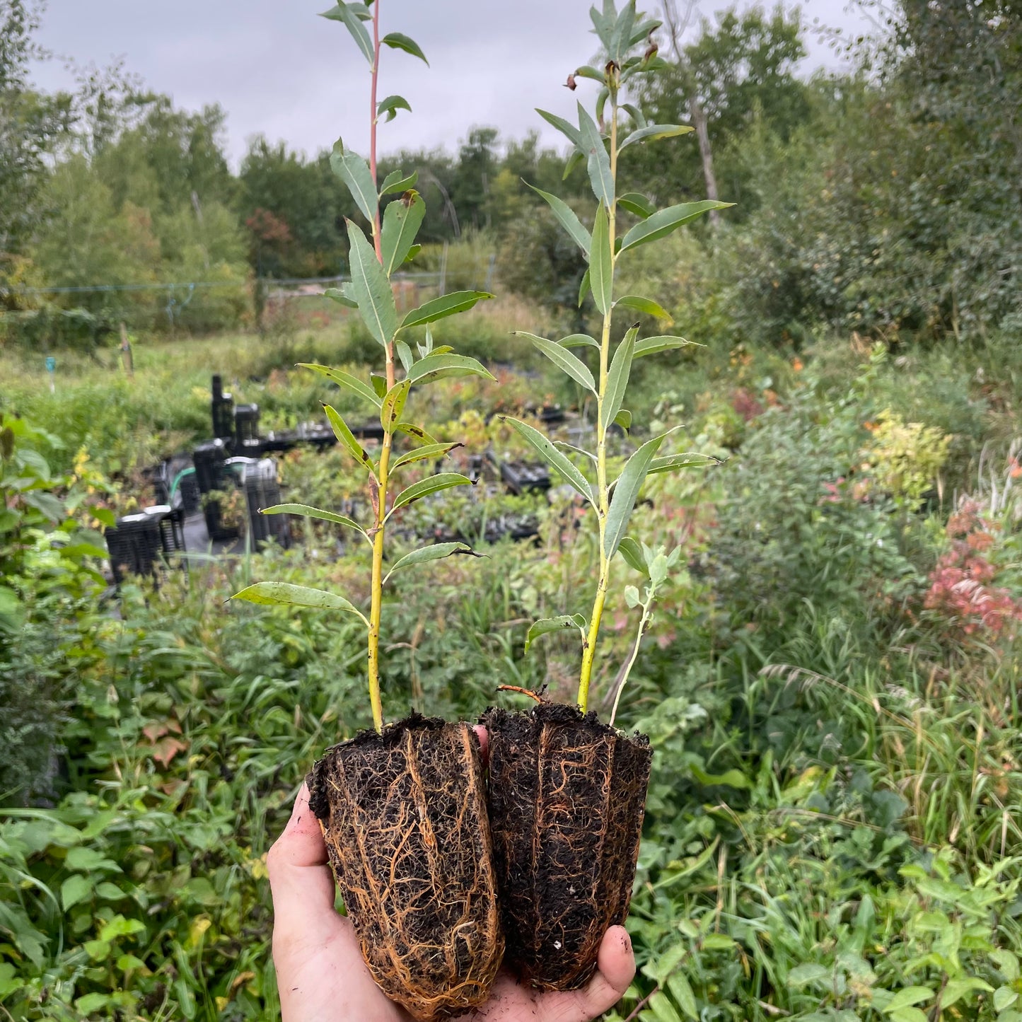 Sauce llorón (Salix discolor)