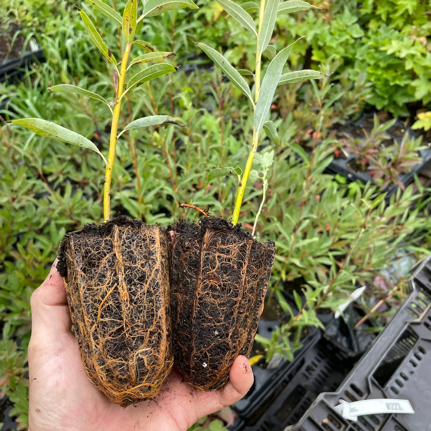 Sauce llorón (Salix discolor)