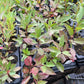 Opata Cherry Plum (Prunus salicina x Prunus besseyi 'Opata')