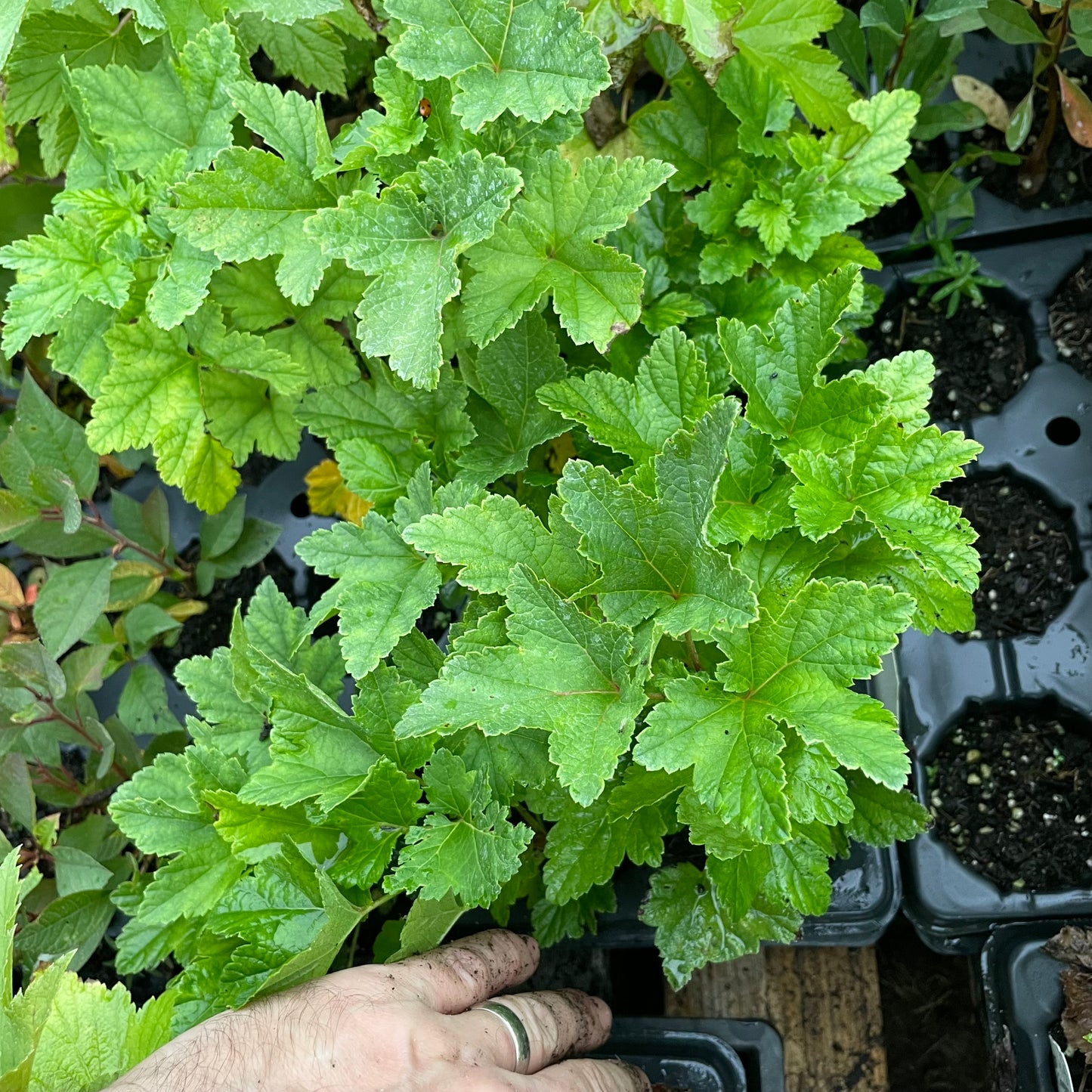 Wilder Red Currant (Ribes rubrum 'Wilder')