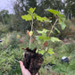 Ben Lomond Black Currant (Ribes nigrum 'Ben Lomond')
