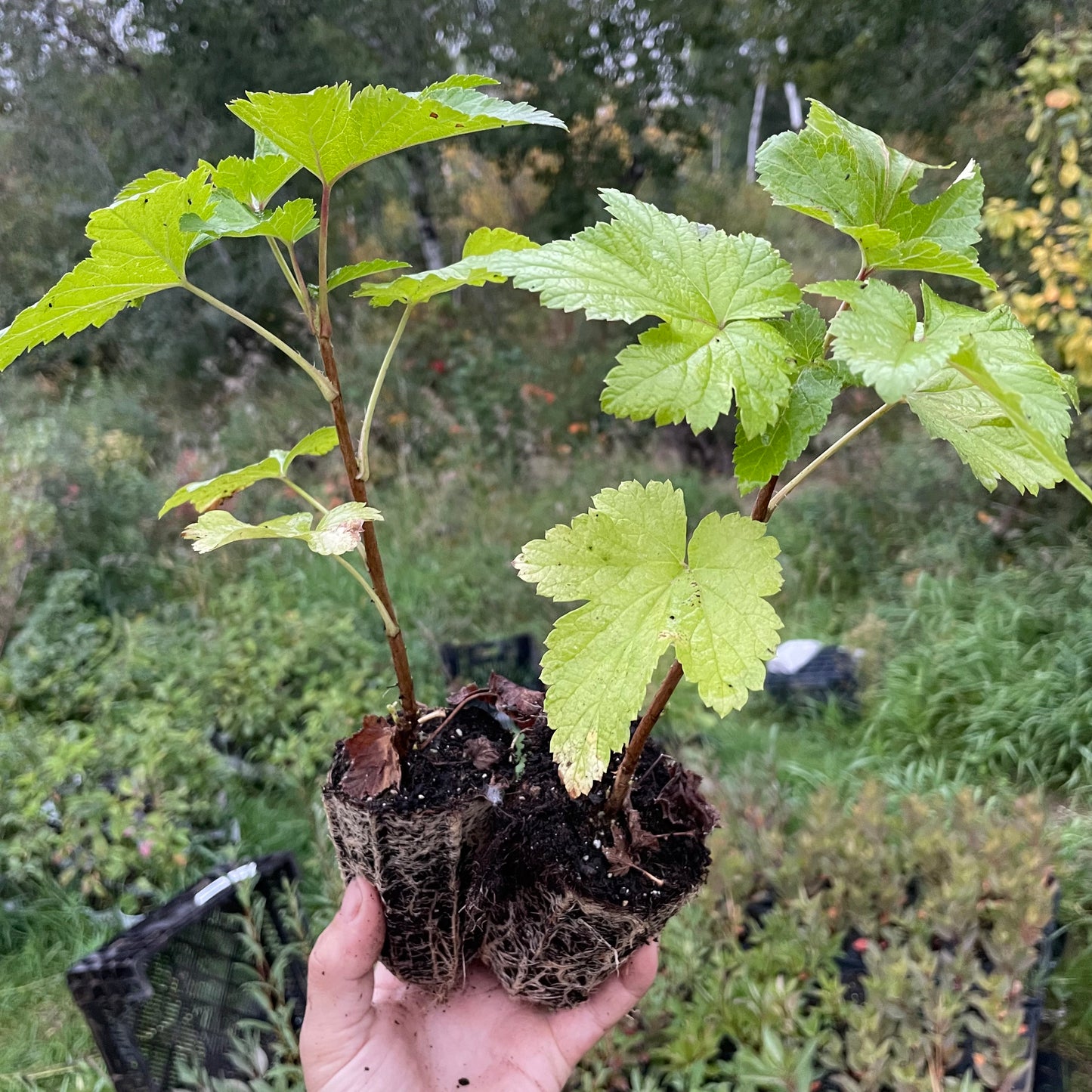 Storklas Black Currant (Ribes nigrum)