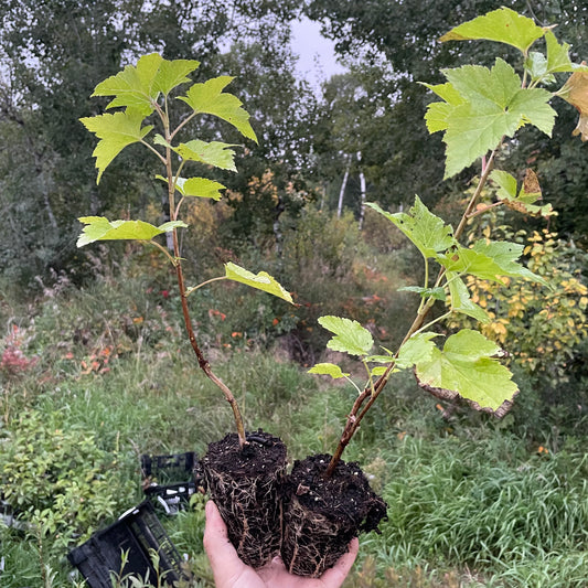 Cassis Slitsa (Ribes nigrum 'Slitsa')