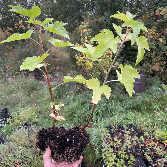 Cassis Ben Sarek (Ribes nigrum 'Ben Sarek')