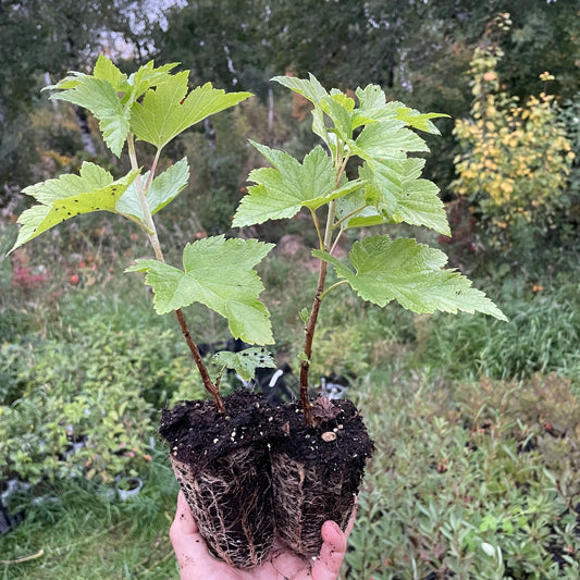 Tahsis Black Currant (Ribes nigrum 'Bieloruskaya Sladkaya' x Titania)