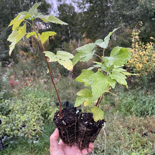 Cassis Titania (Ribes nigrum 'Titania')