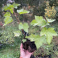 Laxton's Giant Black Currant (Ribes nigrum 'Laxton's Giant')