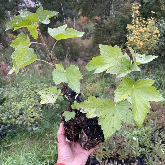 Groseillier noir géant de Laxton (Ribes nigrum 'Laxton's Giant')