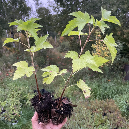 Groseillier noir de Wellington (Ribes nigrum 'Wellington')