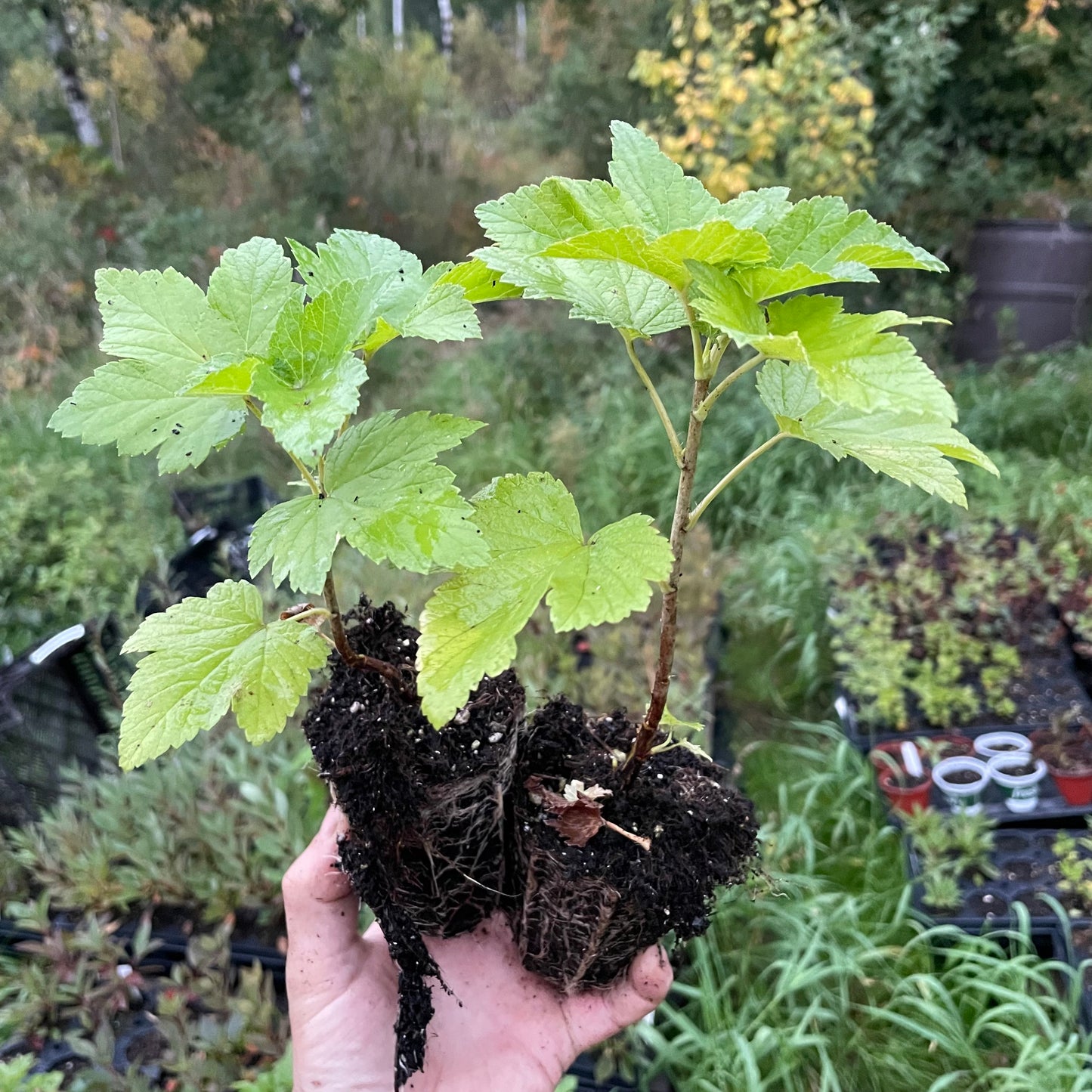 Cassis Ben Conan (Ribes nigrum)