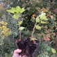 Gloire des Sablons Groseille Rose (Ribes rubrum 'Gloire des Sablons')