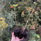 Red Jostaberry (Ribes x nidigrolaria)