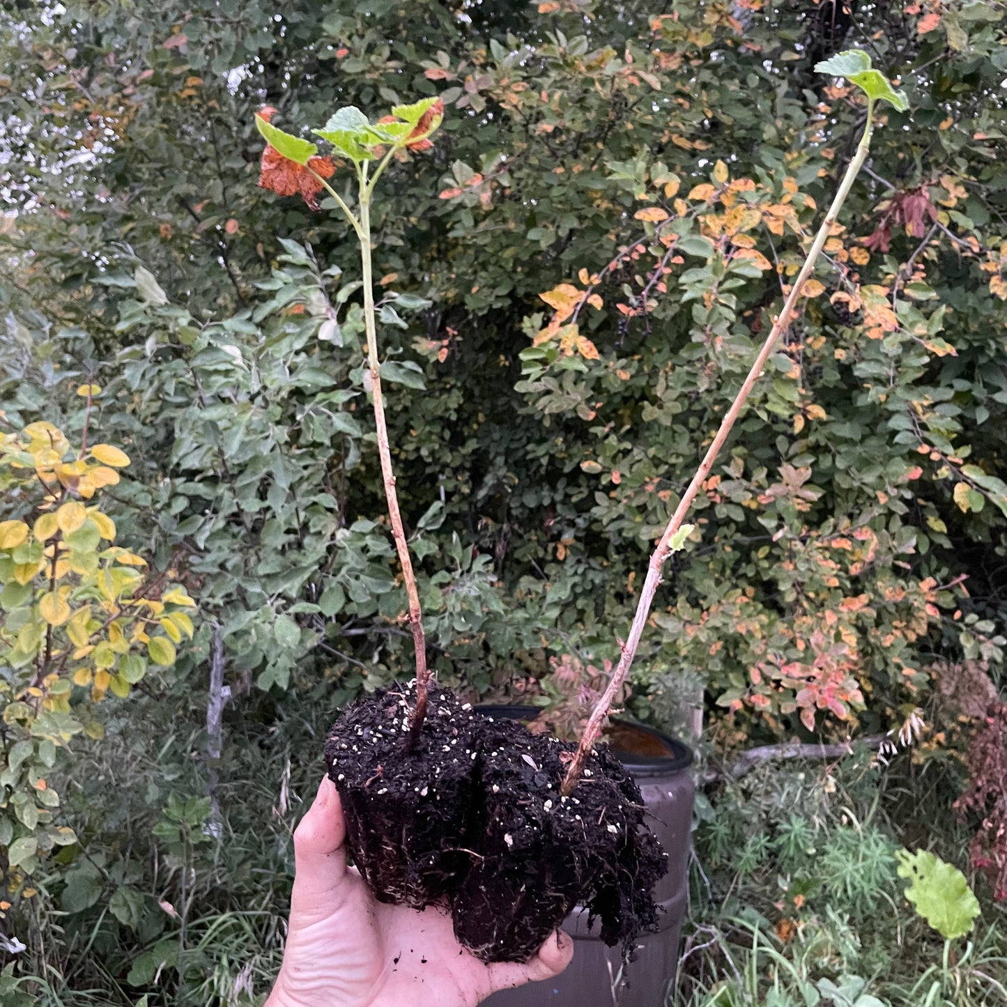 Baie de Josta rouge (Ribes x nidigrolaria)