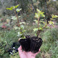Alpine Currant (Ribes alpinum)