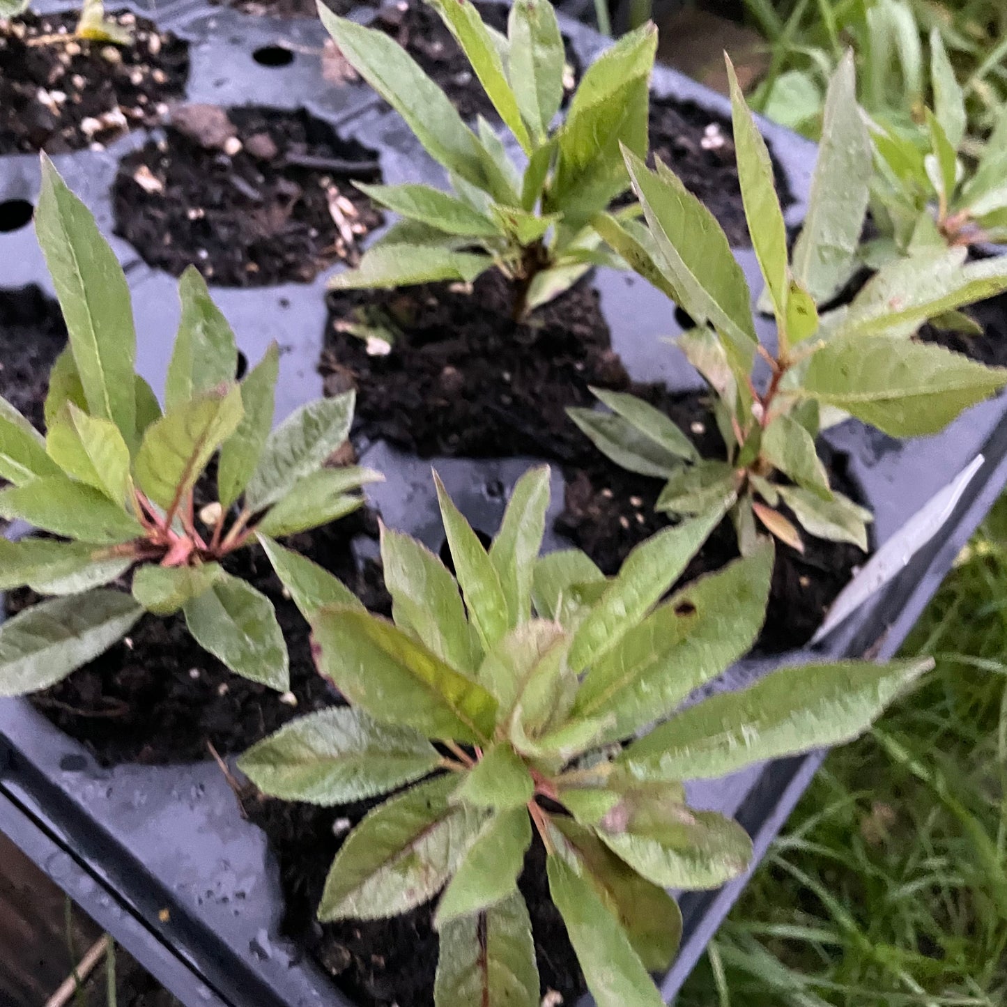 Convoy Cherry Plum (Prunus hybrid)