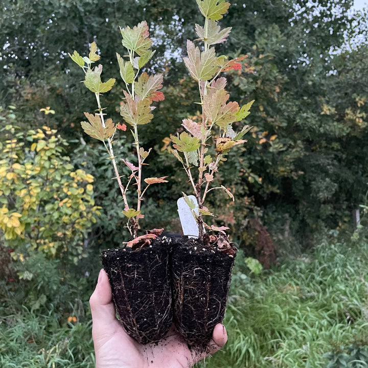 Glendale Gooseberry (Ribes uva-crispa ‘Glendale’) - Zone 3