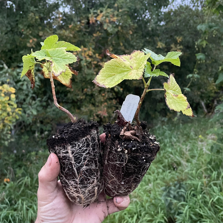 Öjebyn Black Currant (Ribes nigrum)