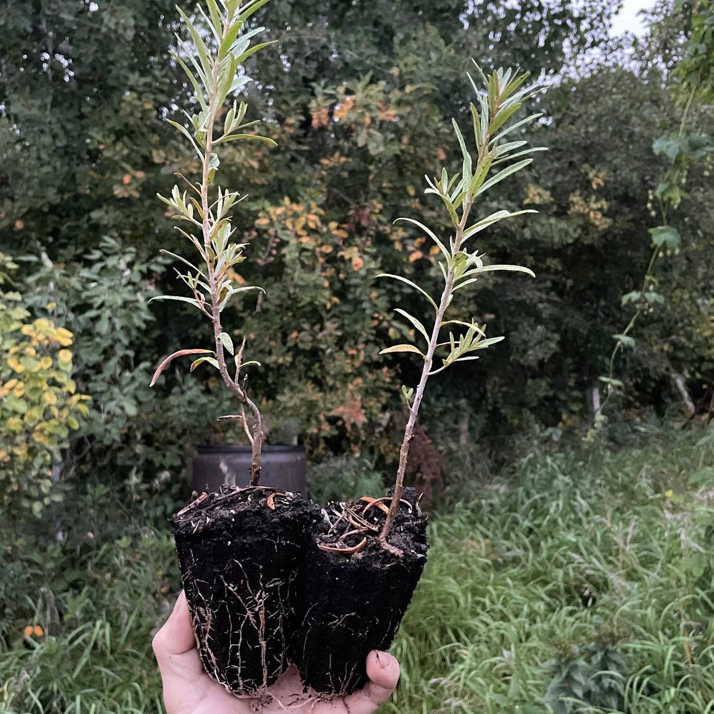 Argousier de Leikora (Hippophae rhamnoides 'Leikora')
