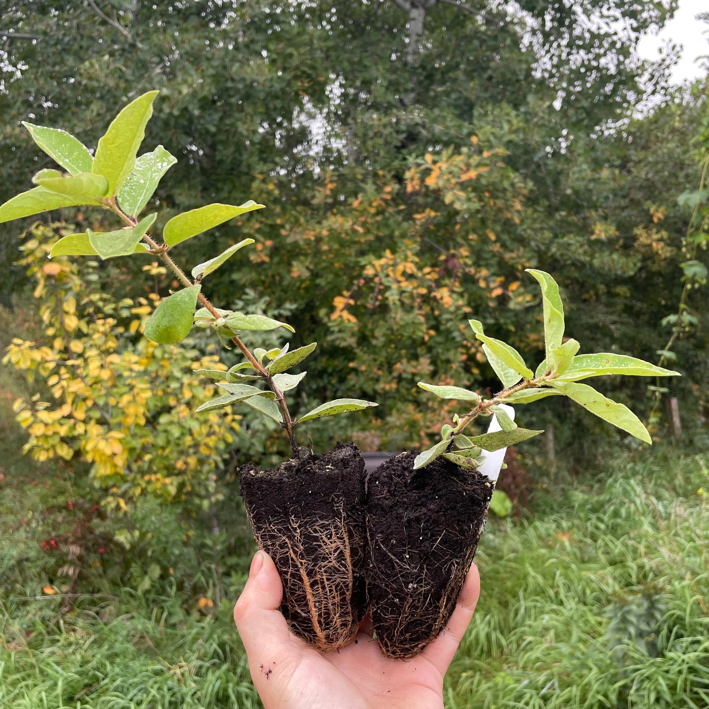 Indigo Treat Haskap (Lonicera caerulea 'Indigo Treat'