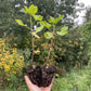 Jostine Jostaberry (Ribes x nidigrolaria 'Jostine')