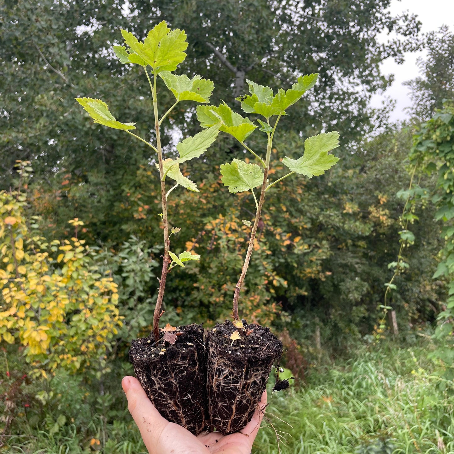 Jostine Jostaberry (Ribes x nidigrolaria 'Jostine')