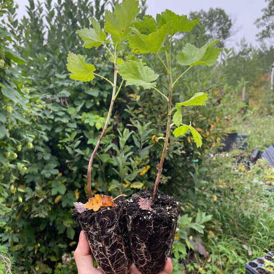 Baie de Josta (Ribes x nidigrolaria 'Josta')