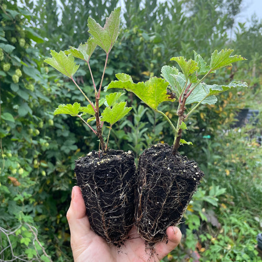 Groseille blanche Primus (Ribes rubrum 'Primus')