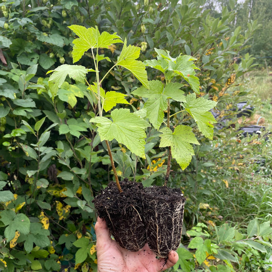 Cassis géant de Boskoop (Ribes nigrum 'Boskoop Giant')